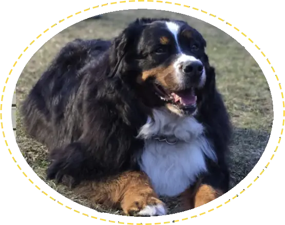 pawtyclubs-pet-daycare-pricing